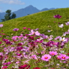 いにしえの丘と秋桜～高崎市～