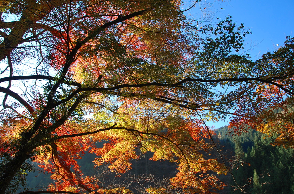 檜原村7色紅葉