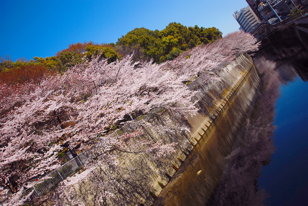 2011　神田川