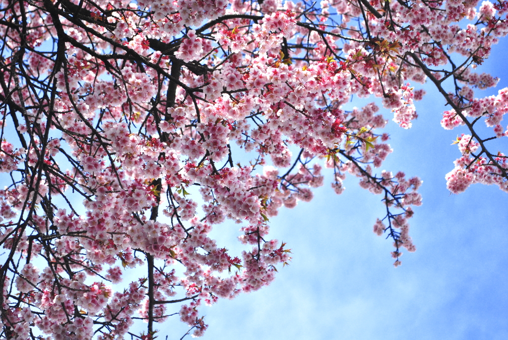 大宮　操の桜