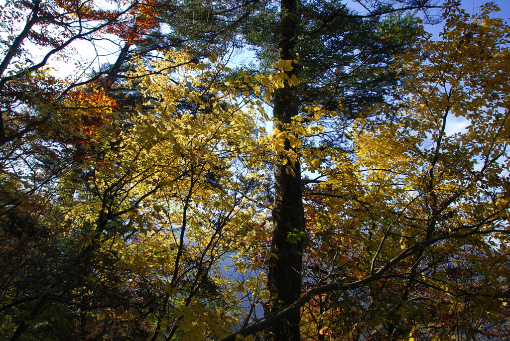 奥多摩の紅葉（黄葉）2