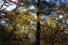 奥多摩の紅葉（黄葉）2