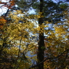 奥多摩の紅葉（黄葉）2