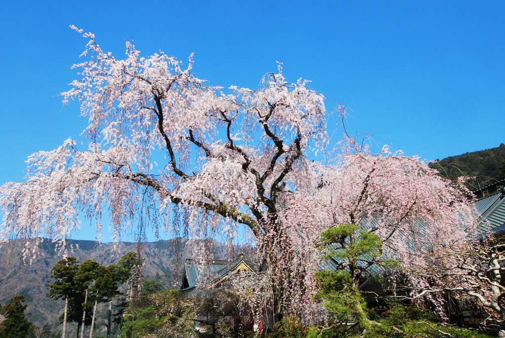 日本さくら名所百選～身延山久遠寺のしだれ桜～
