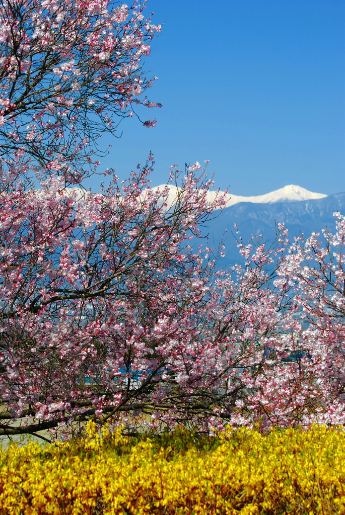 白き峰と桜