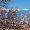 白き峰と桜