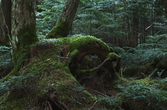 北八ヶ岳　原生林