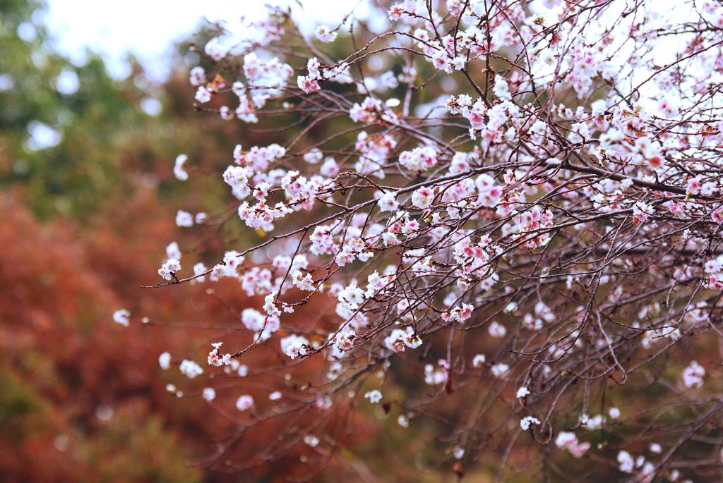 冬桜