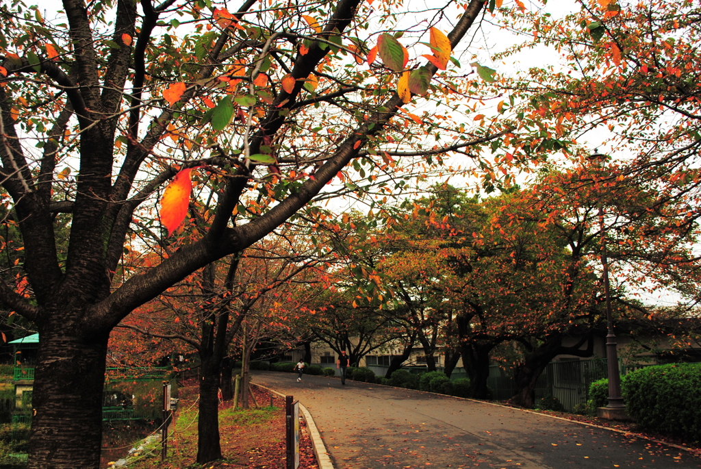 さくら　Vivid leaf  