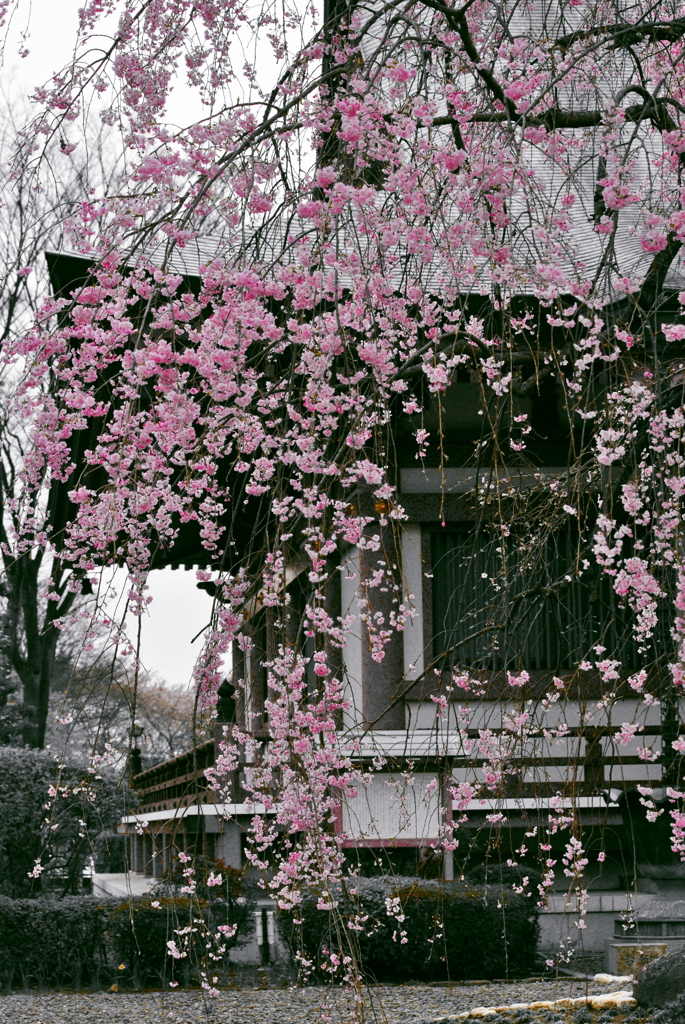 しだれ桜