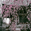 しだれ桜