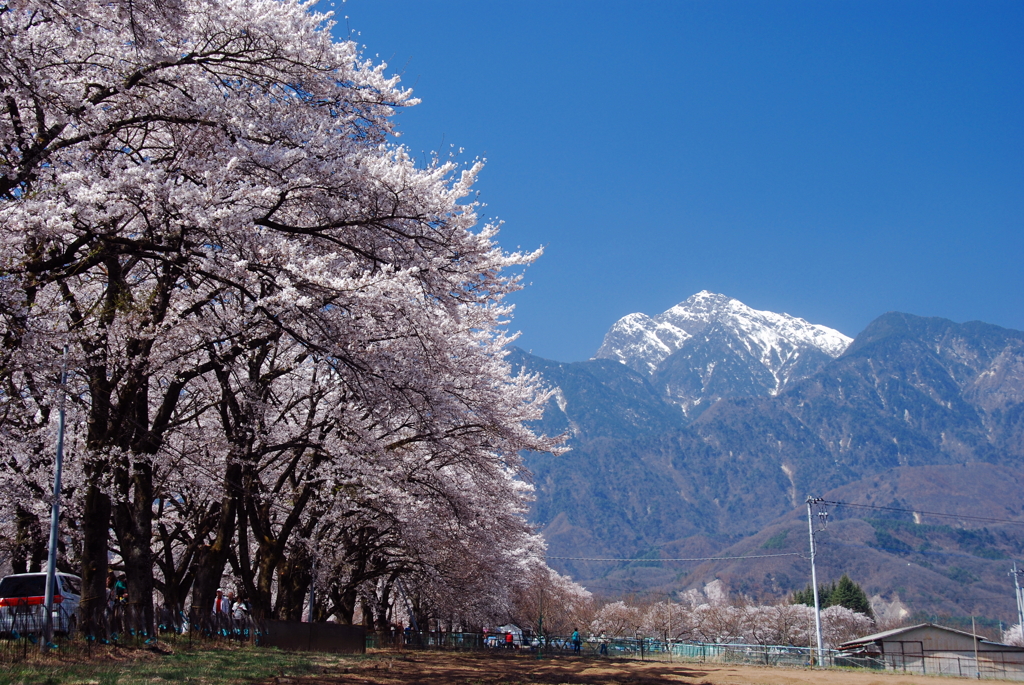 桜並木と甲斐駒
