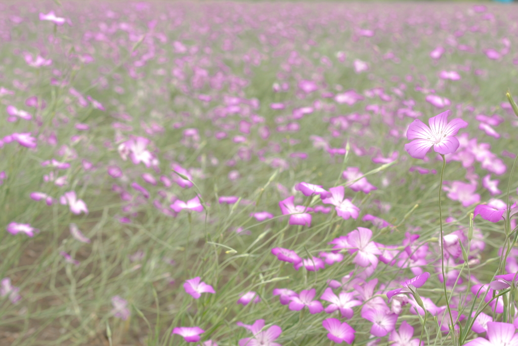 麦なでしこの花畑