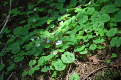 薄暗い樹林帯に咲く花々