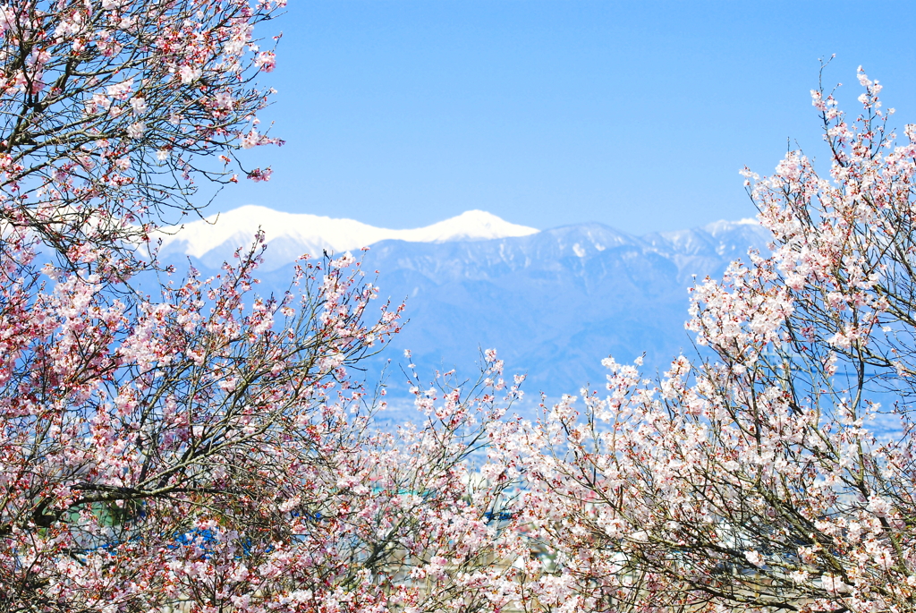甲府盆地の桜