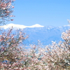 甲府盆地の桜