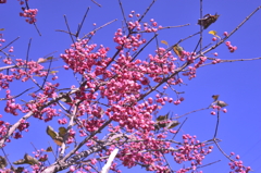 SPRING COLOR～ビーナスライン～