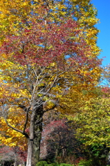 ユリノキと桜の木