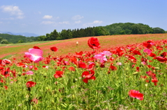 秩父高原牧場