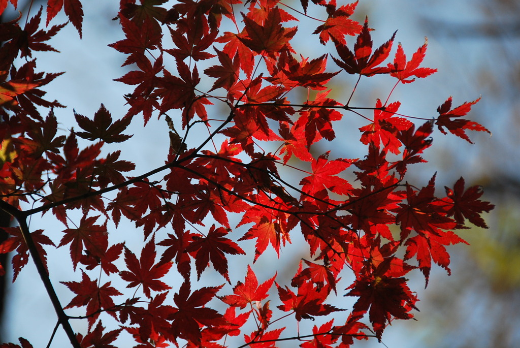 東京紅葉めぐり　番外1　山からの贈り物