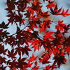 東京紅葉めぐり　番外1　山からの贈り物