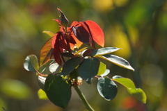 秋色探し～薔薇の紅葉～