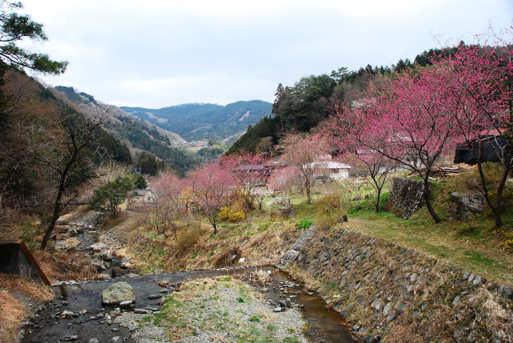 東秩父村～桃の花～