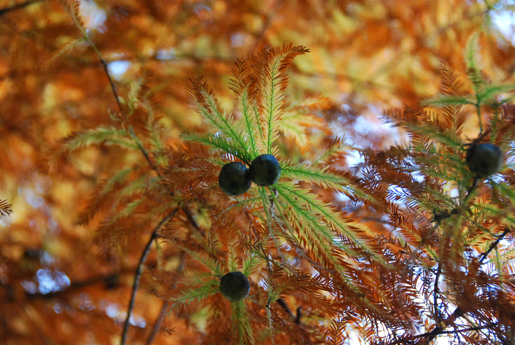 東京の紅葉めぐり8