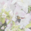 ま～やorはっち
