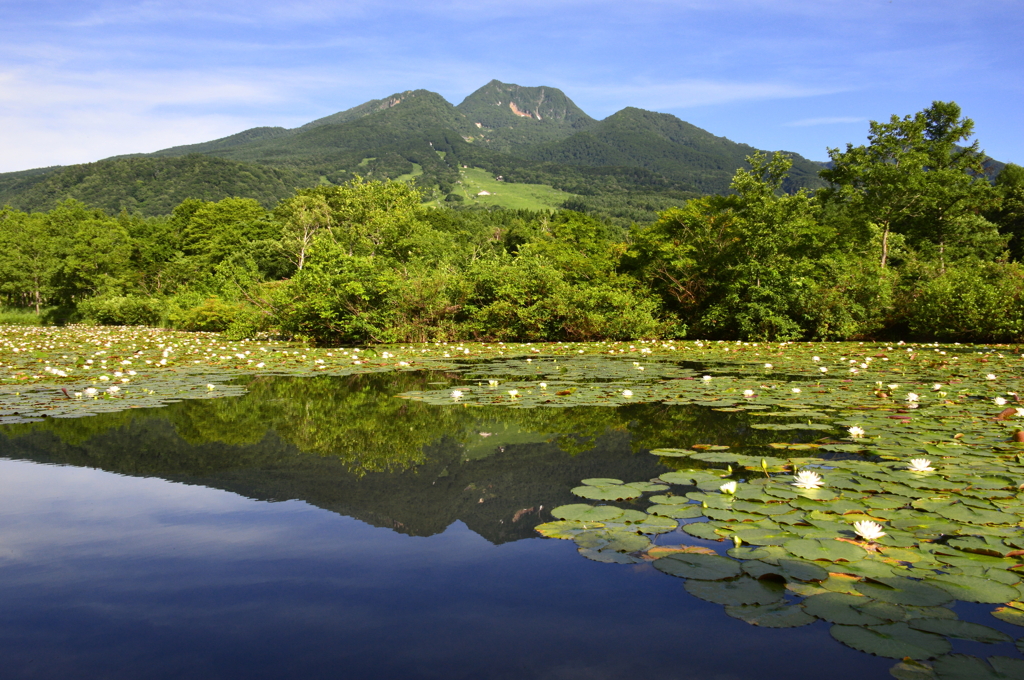 妙高山と睡蓮