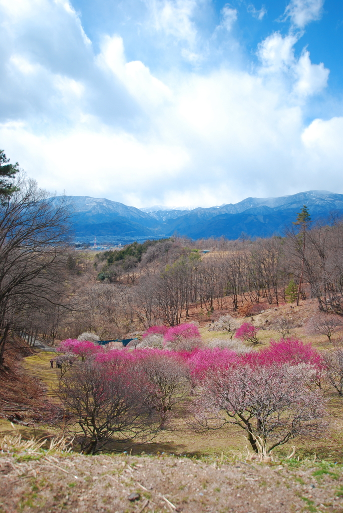 甲斐市　梅の里