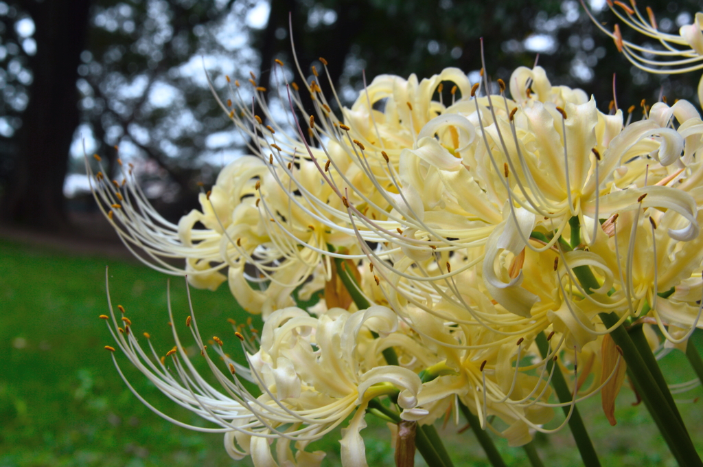 白曼珠沙華