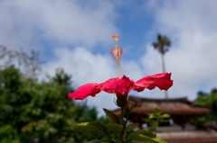 hibiscus