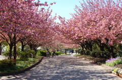 桜トンネル