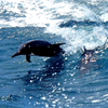 Dolphin Jump 2