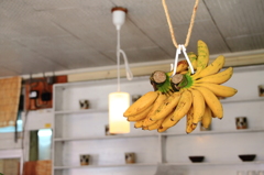 hanged banana