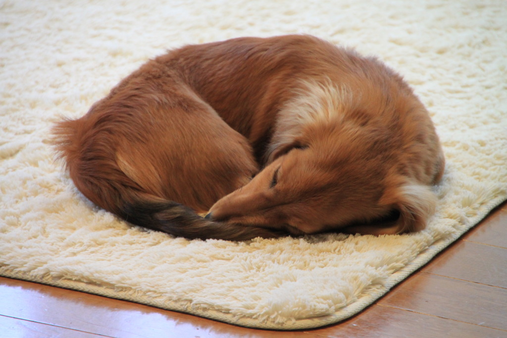 ｓｉｅｓｔａ・・・