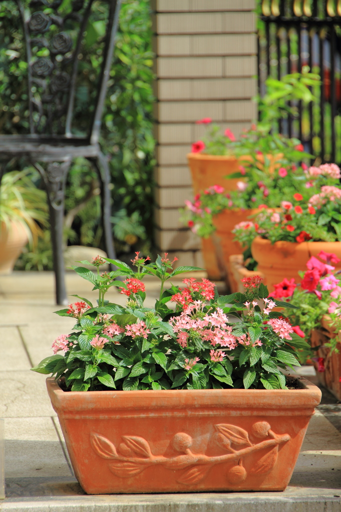 garden flower