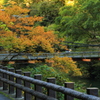 紅葉を待つ吊橋