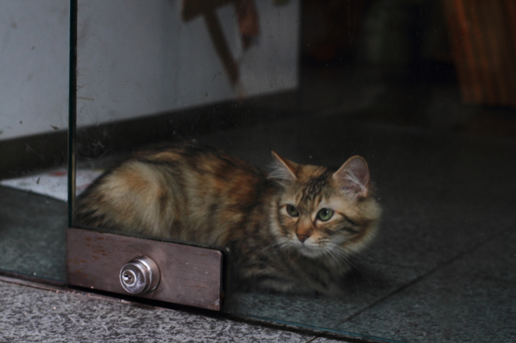 出られない猫