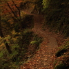 色付く山の小道
