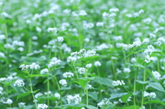 秋の白花