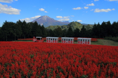 深紅の絨毯