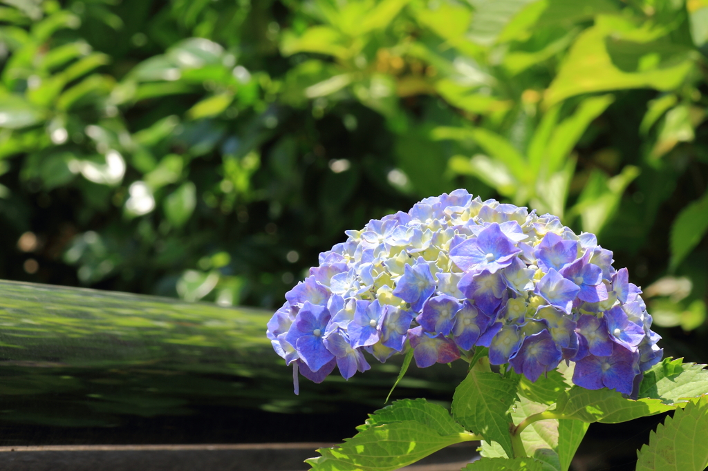 Sunny Violet
