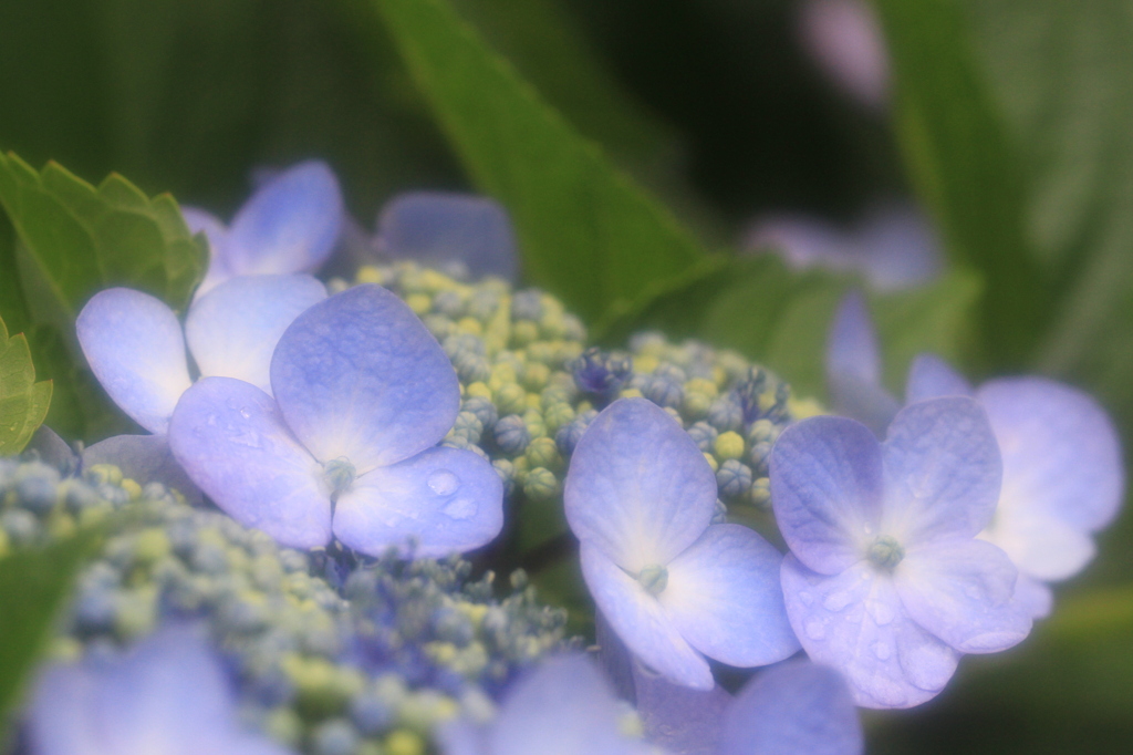 Rainy Blue