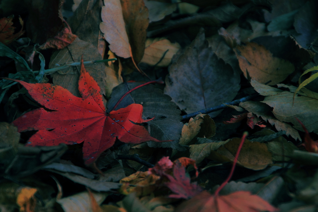 紅一点