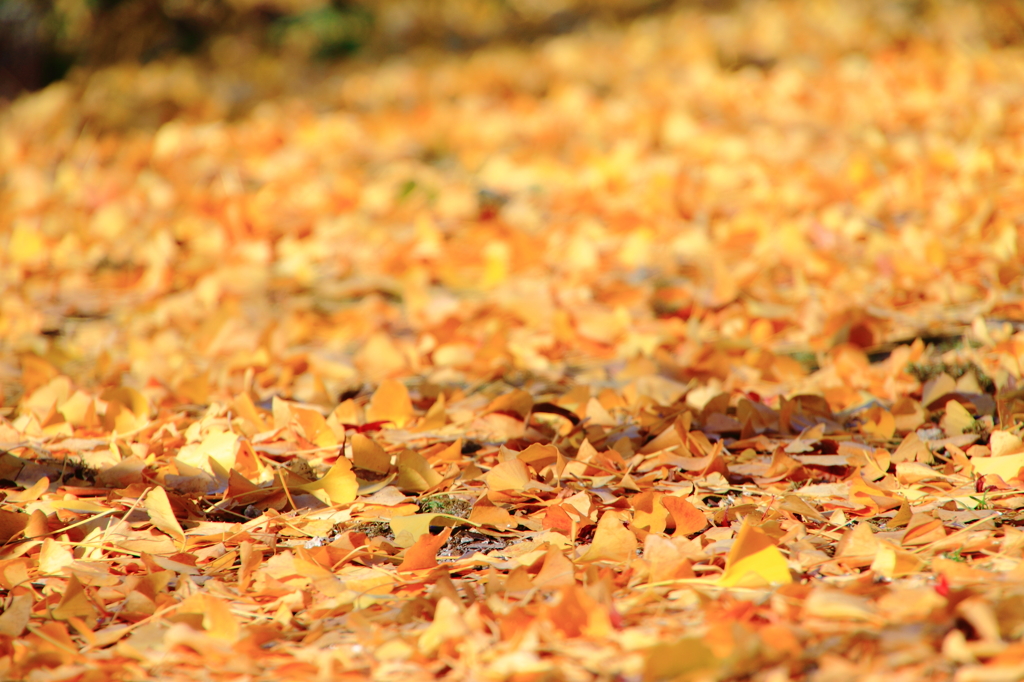 yellow　carpet