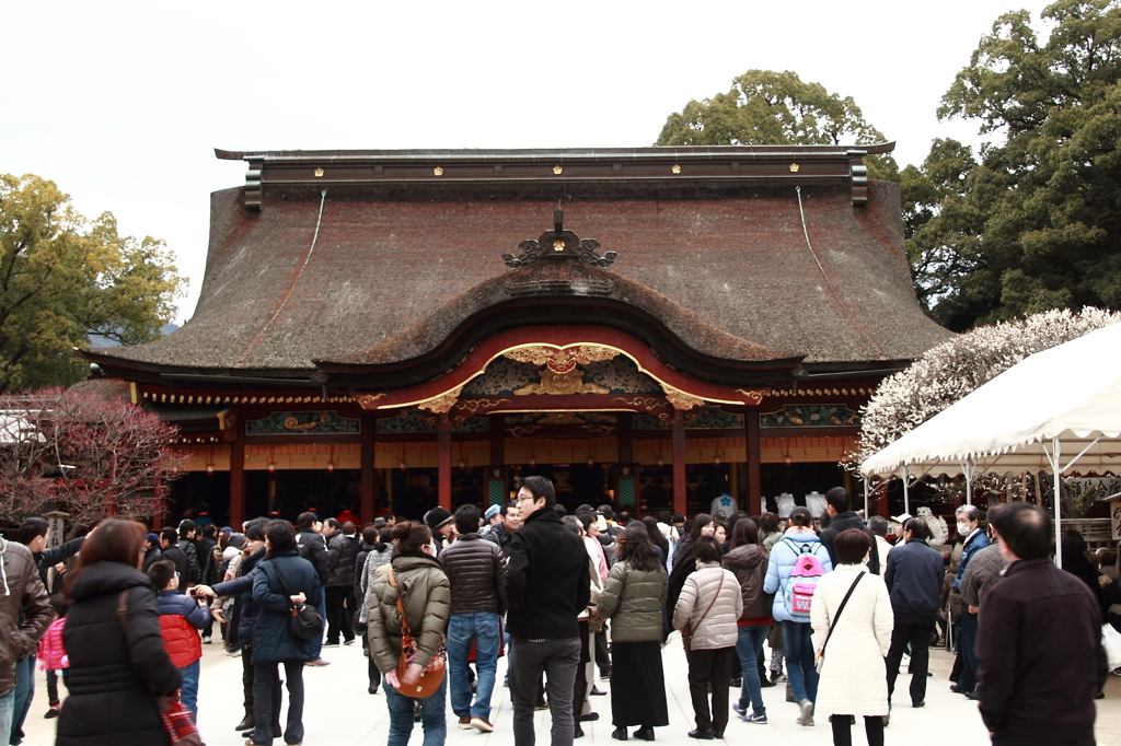 梅の季節に桜を願う