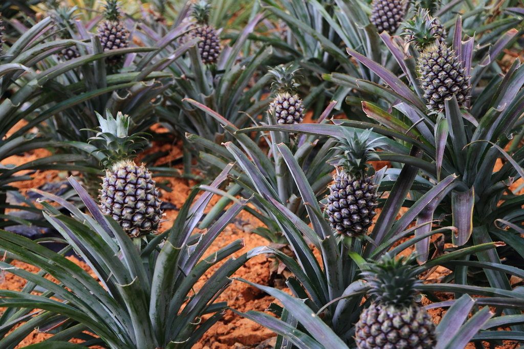 pineapple farm