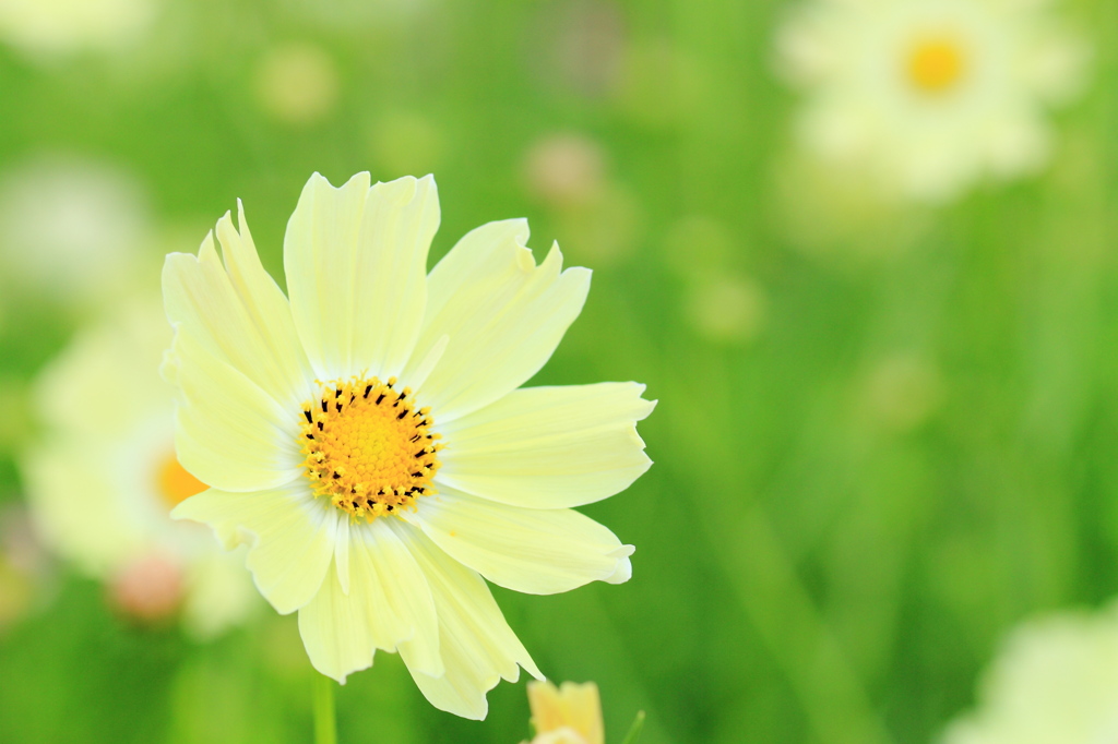 yellow cosmos